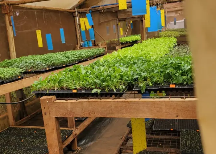Legisco International Greenhouse | Legisco Project | Legisco International Company Project